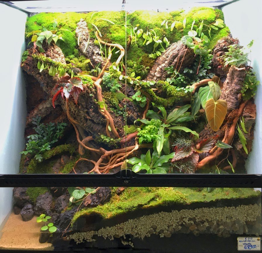 Terrarium planté avec espèces variées dont plantes carnivores