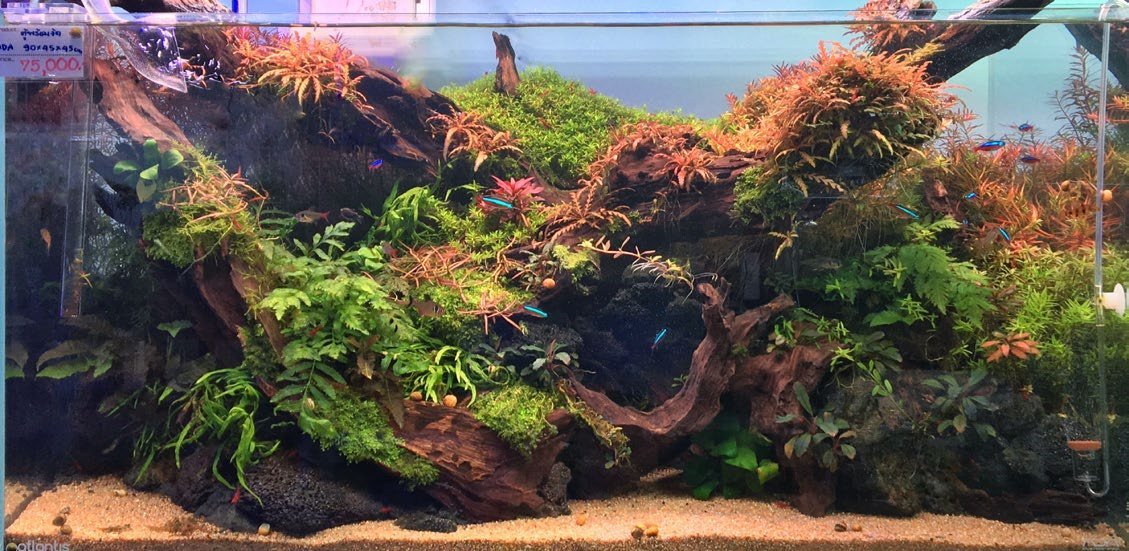 Aquarium de 180 litres photographié 14 mois auparavant