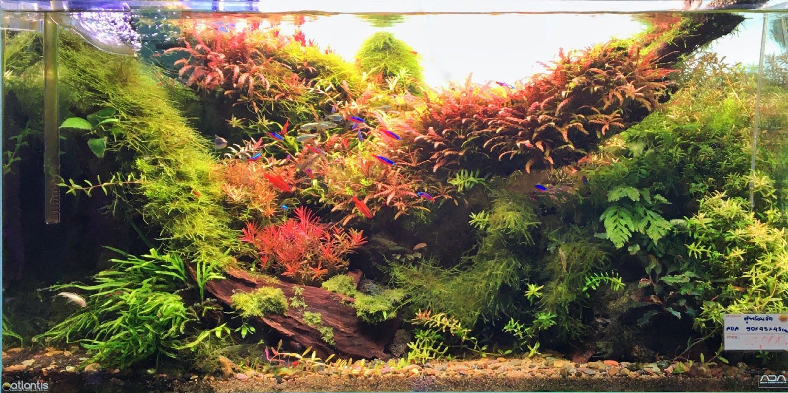 Aquarium de 180 litres à pleine maturité, fougères et mousses