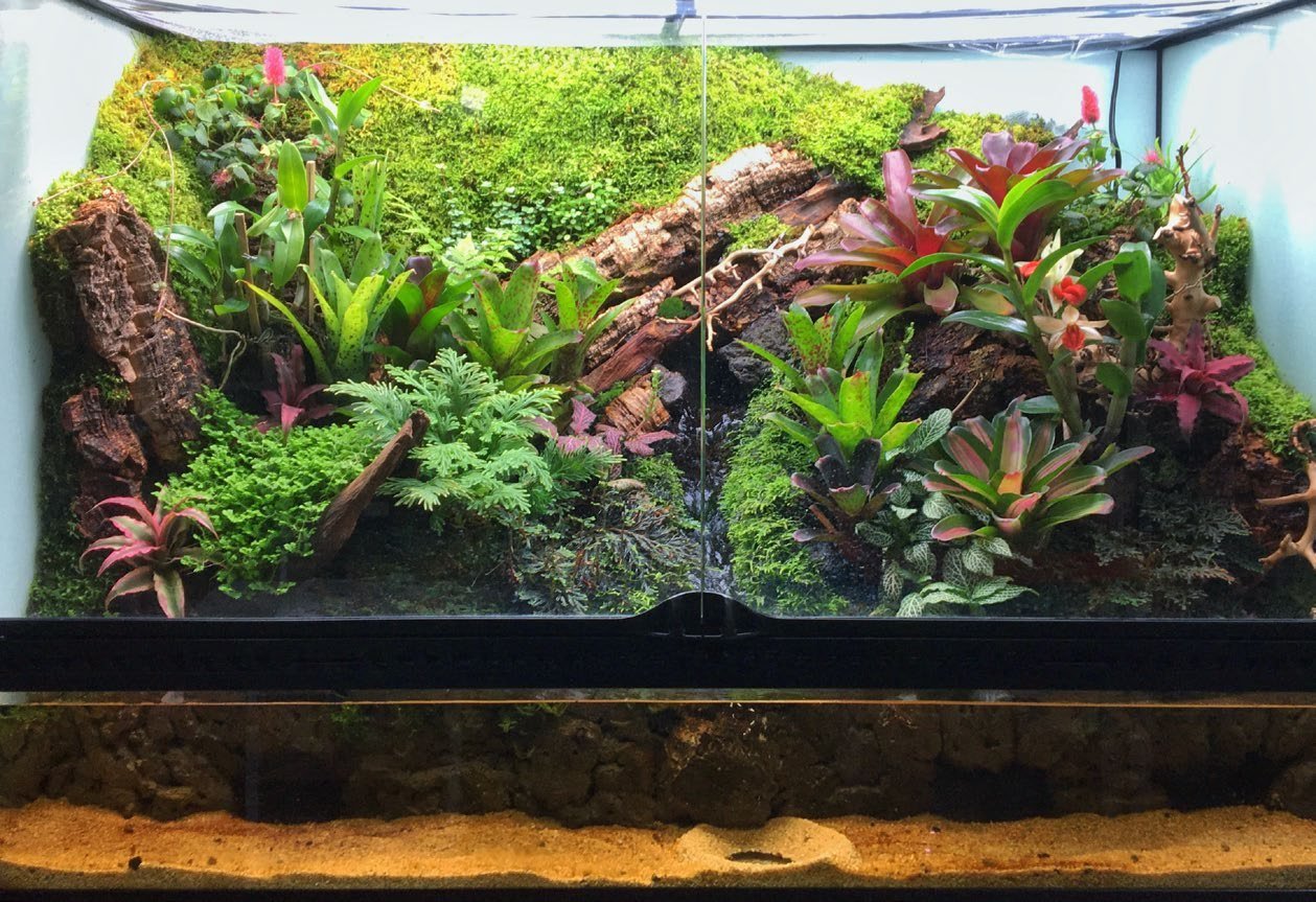 Aquaterrarium planté de broméliacées et de mousses
