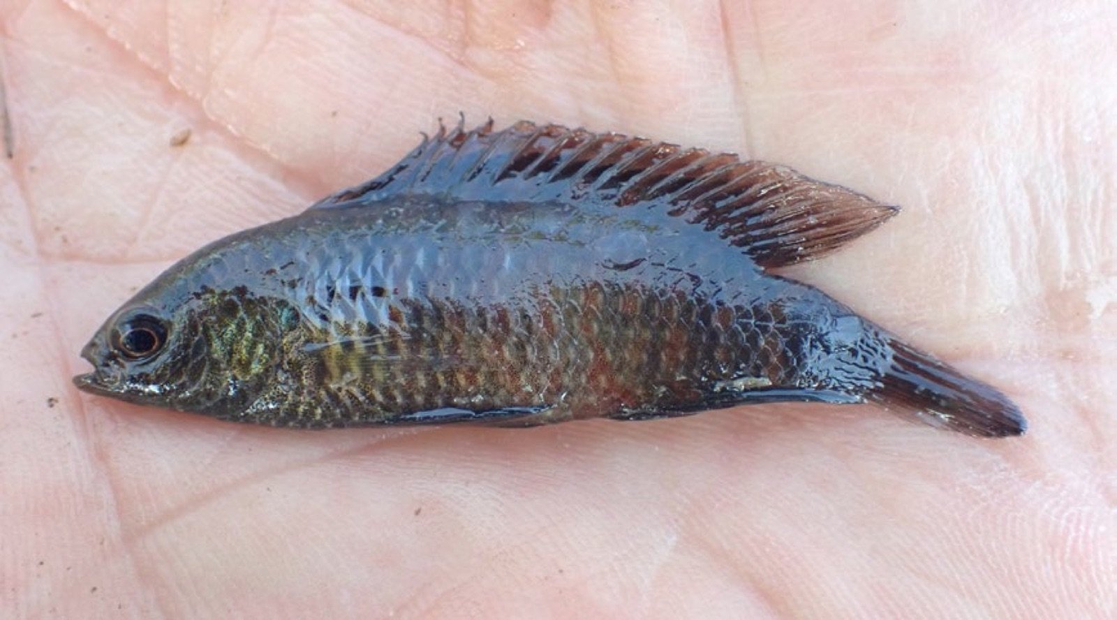 Badis badis, espèce mythique, dans la main du pêcheur