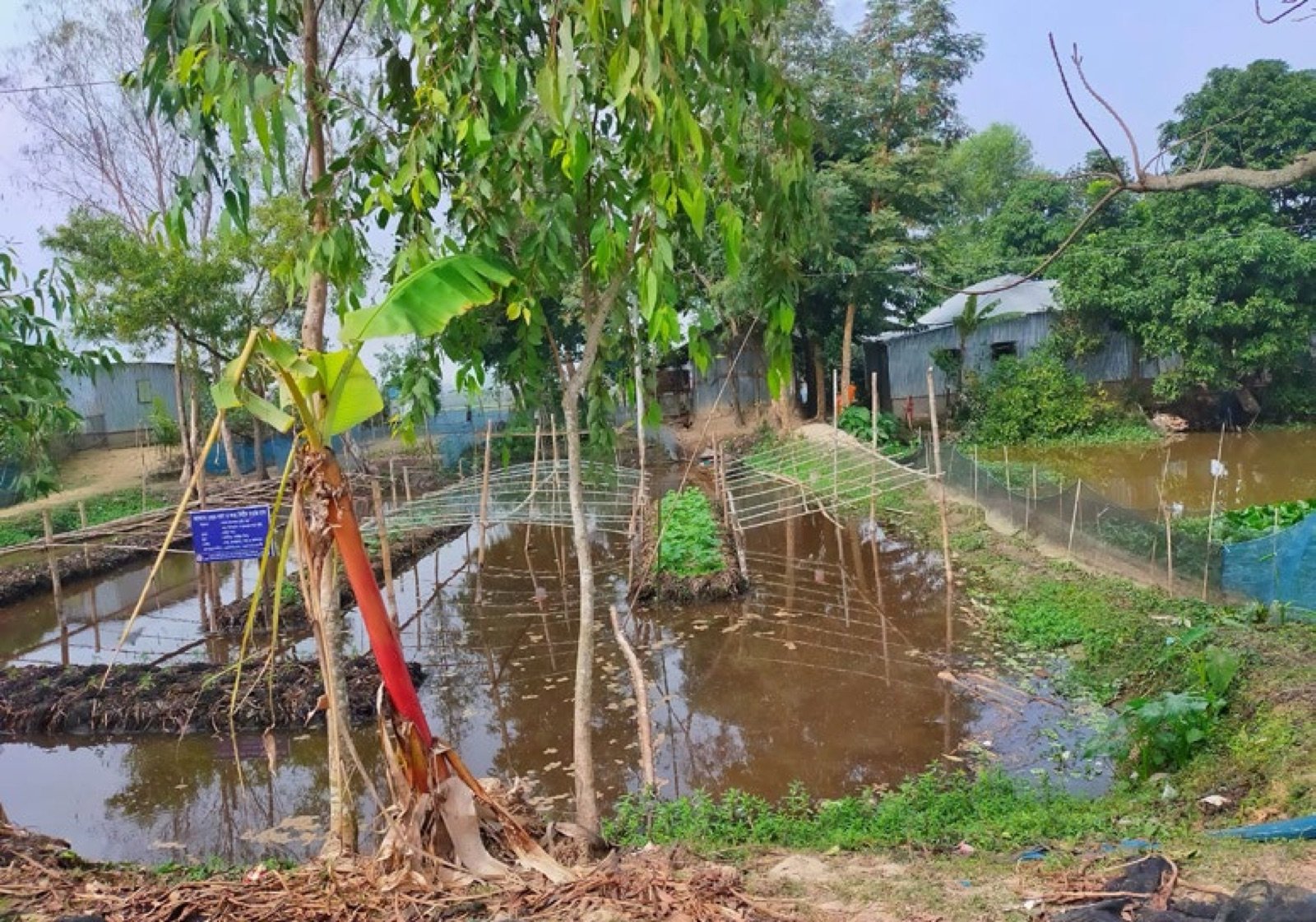 Bassins d'élevage de tilapias et pacus près d'une briqueterie au Bangladesh