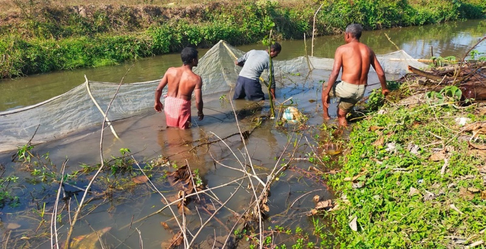 Pêcheurs retirant des branchages encerclés par une senne