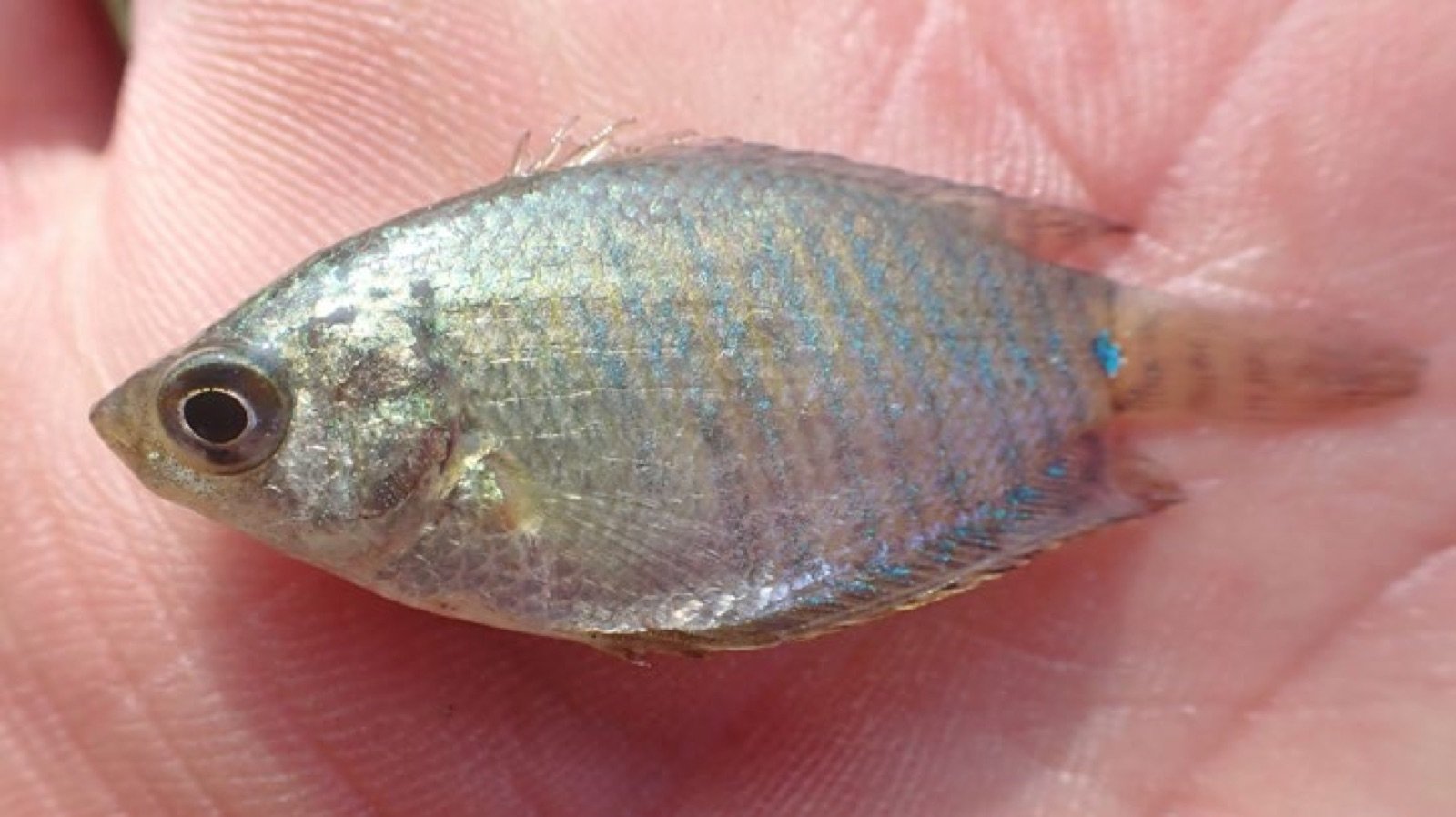 Colisa fasciata tenu dans la main