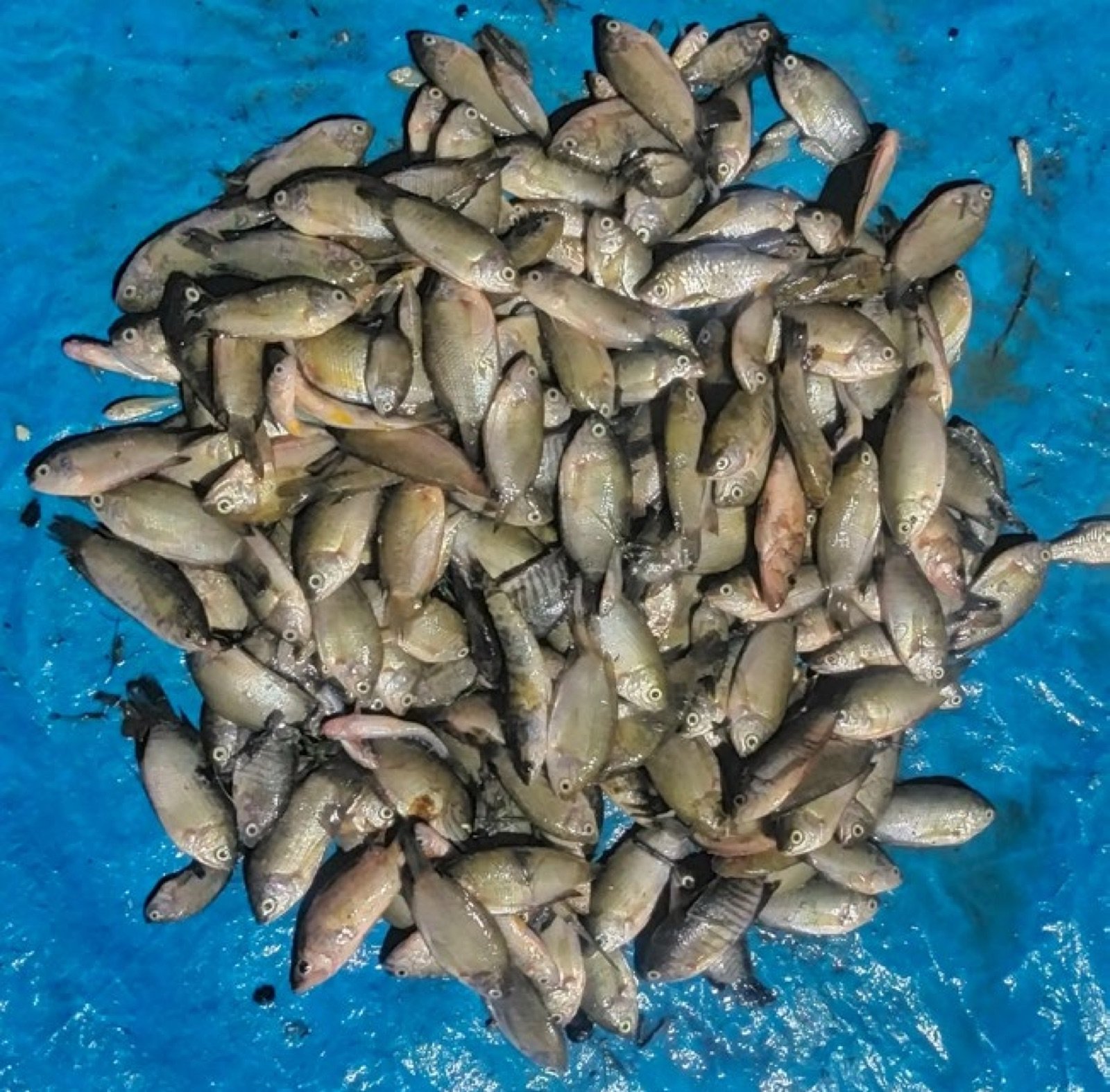 Masse de Colisa labiosa et sota pêchés