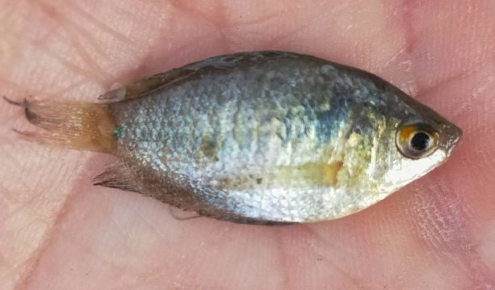 Colisa sota tenu dans la main du pêcheur
