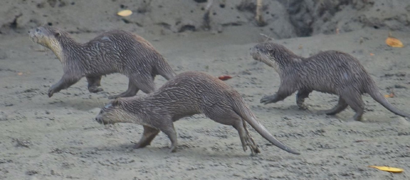 Petite famille de loutres dans la mangrove des Sundarbans