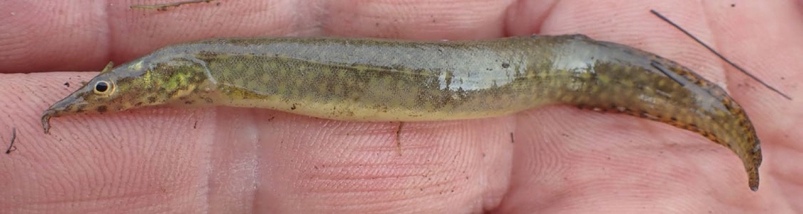 Anguille épineuse du genre Macrognathus tenue dans la main