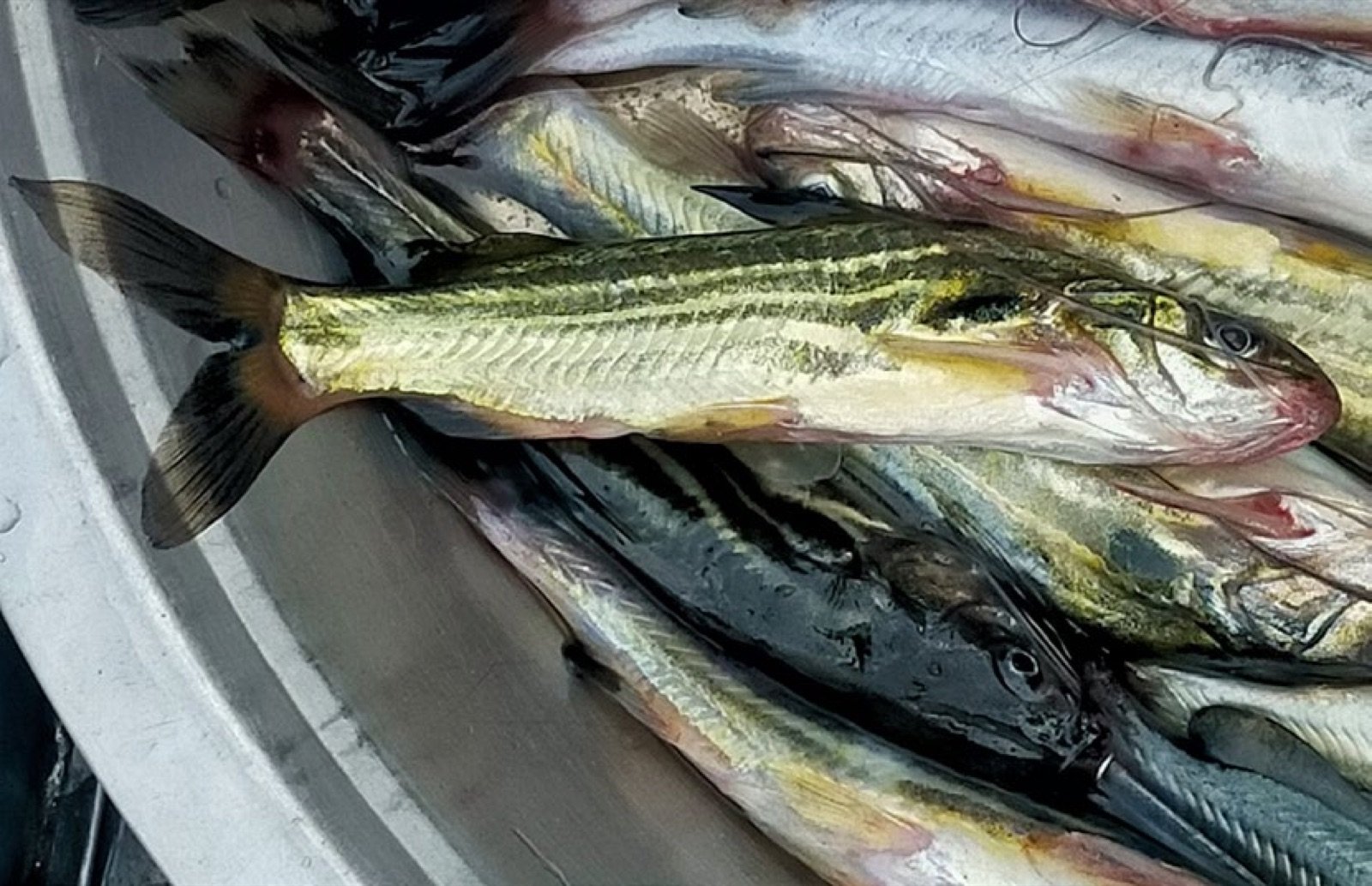 Mystus vittatus, poisson-chat des aquariums, dans une bassine