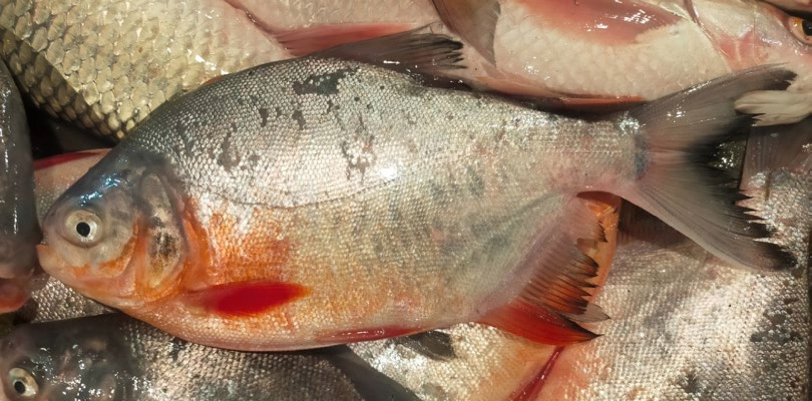 Pacu, cousin des piranhas, sur un étal de marché
