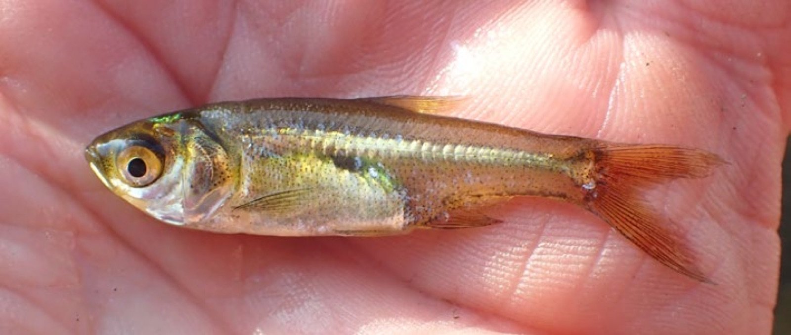 Rasbora rasbora tenu dans la main du pêcheur