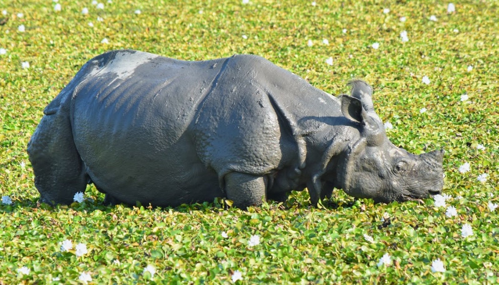 Rhinoceros unicornis couché dans des jacinthes d'eau en fleurs