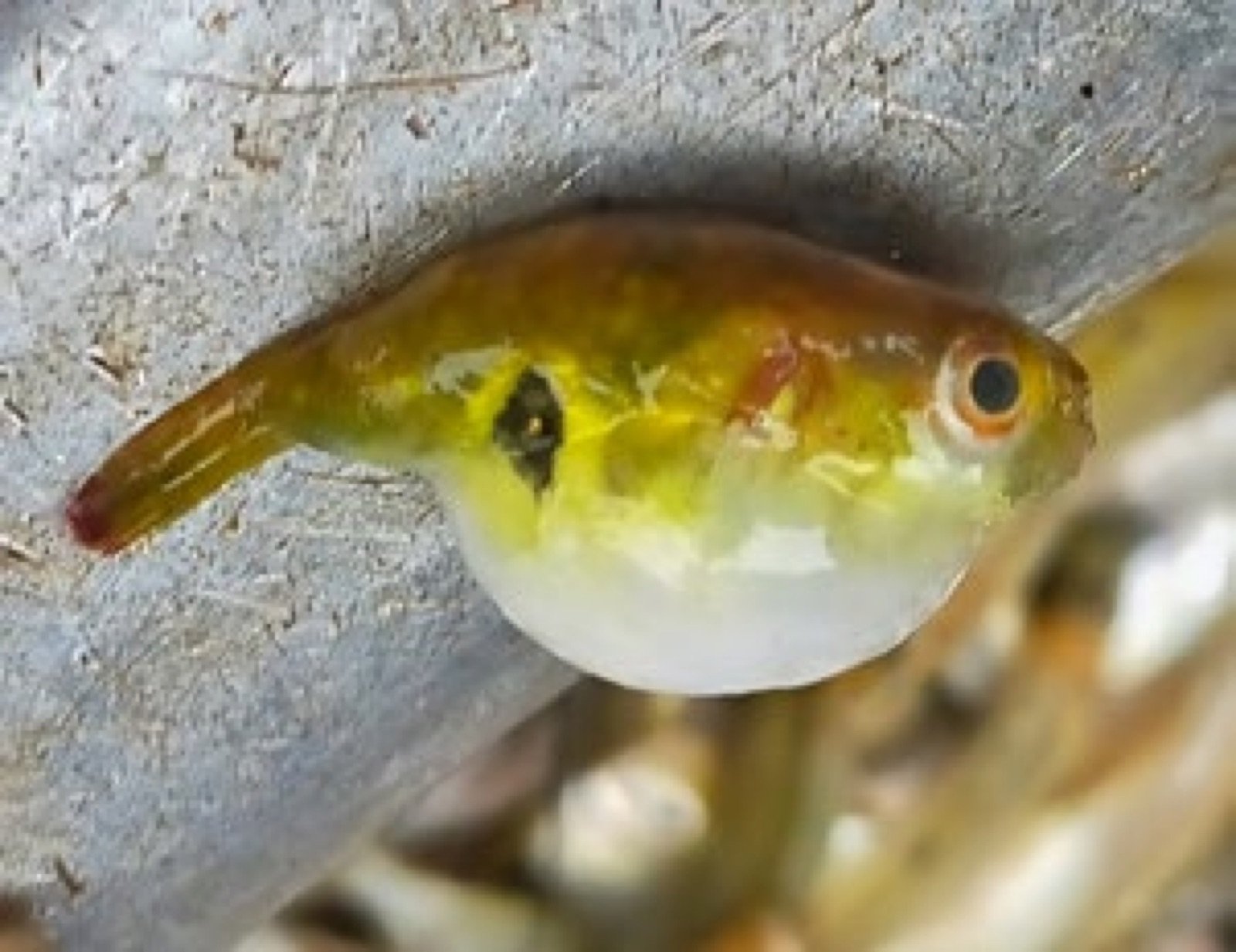 Tétraodon d'eau douce indéterminé sur un étal de marché