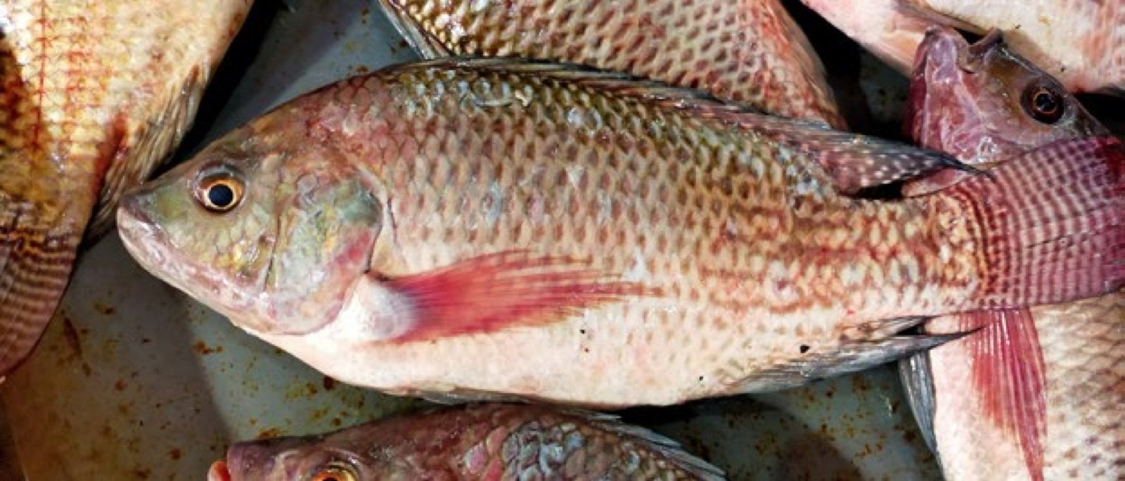 Tilapia d'élevage sur un étal de marché