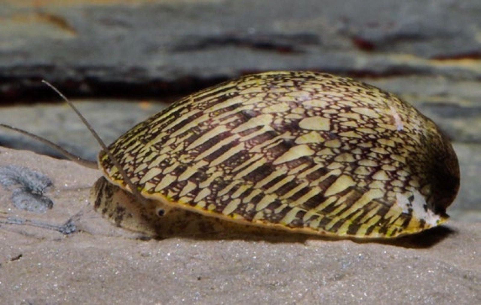 Septaria porcellana escargot algivore a la coquille aplatie pour grands volumes