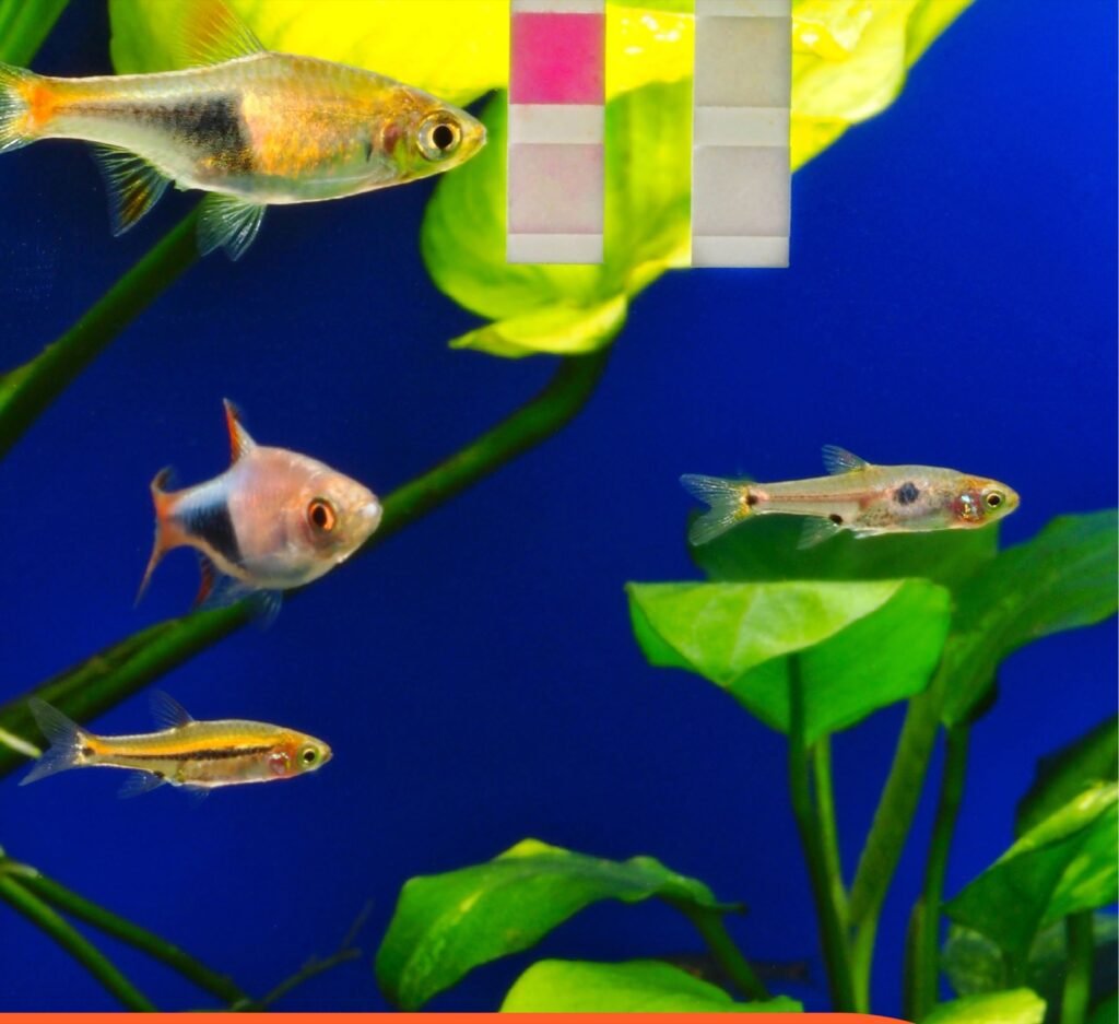 Aquarium planté avec rasbora arlequin, rasbora et test colorimétrique de nitrites en bandelette
