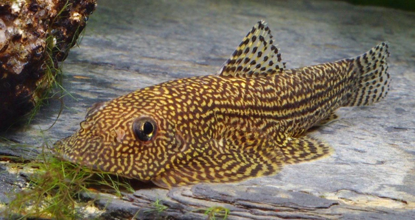 Sewellia albisura SW01 poisson algivore qui consomme biofilm et diatomees