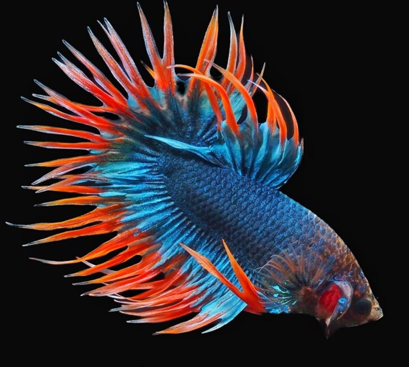 Show Betta Crown Tail