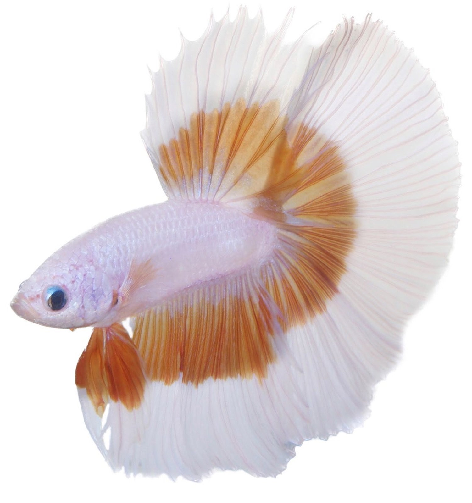 Show Betta Half Moon bicolore médaille d'Or de concours