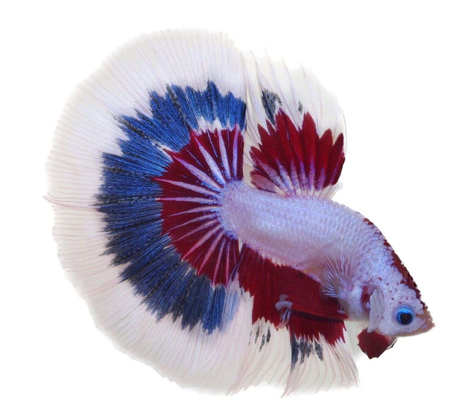 Show Betta Half Moon, nageoire caudale en demi-lune