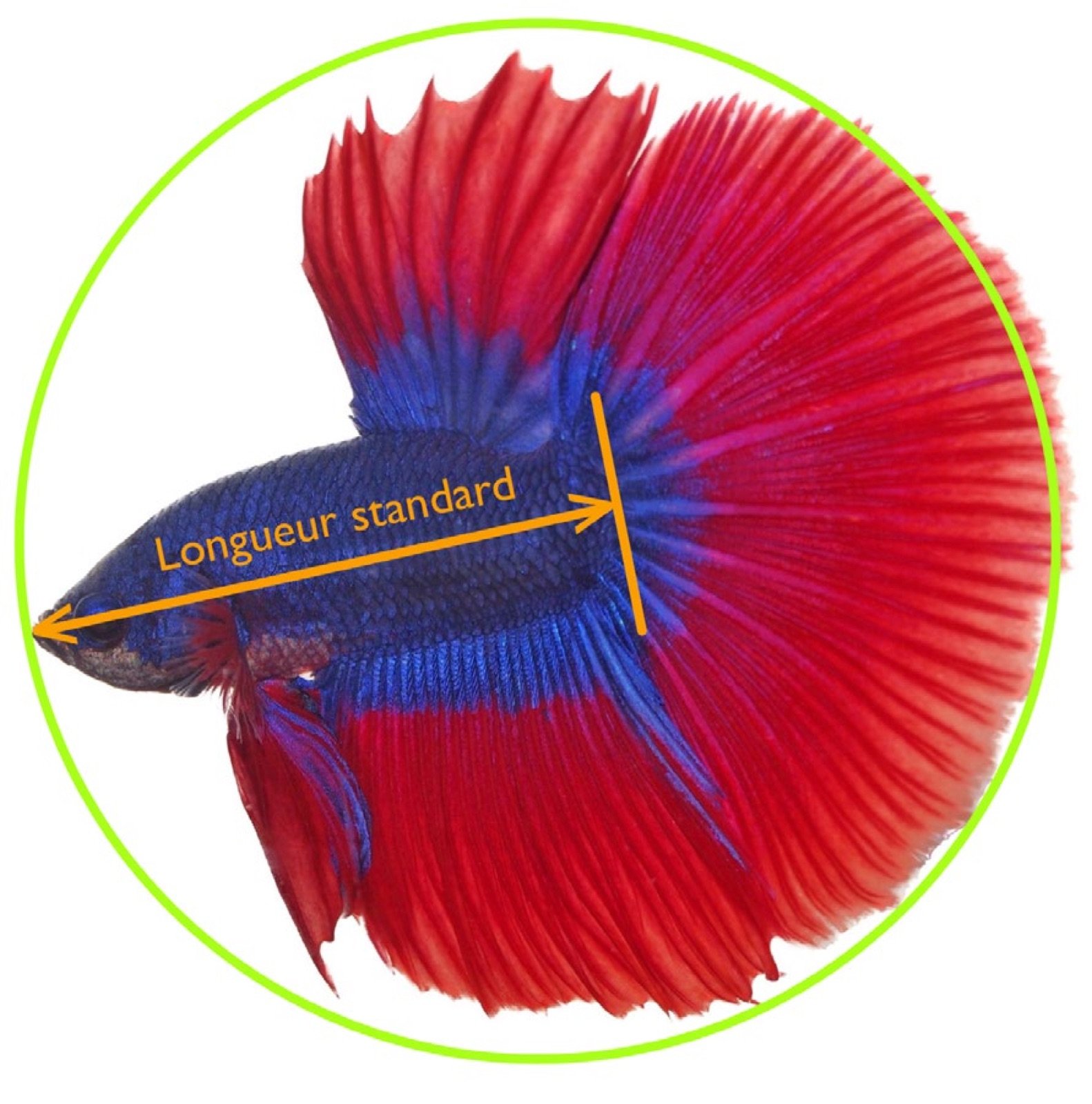 Show Betta Half Moon parfait inscrit dans un cercle, longueur standard