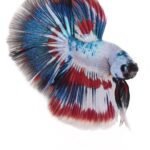 Show Betta Half Moon tricolore bleu rouge blanc