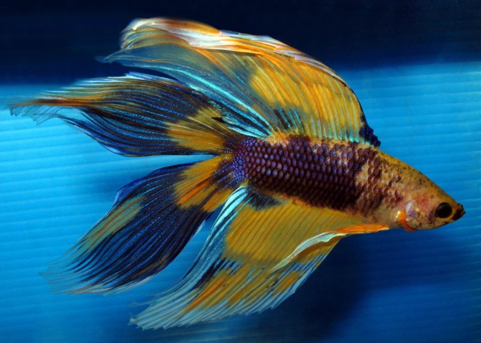 Show Betta Queue Double