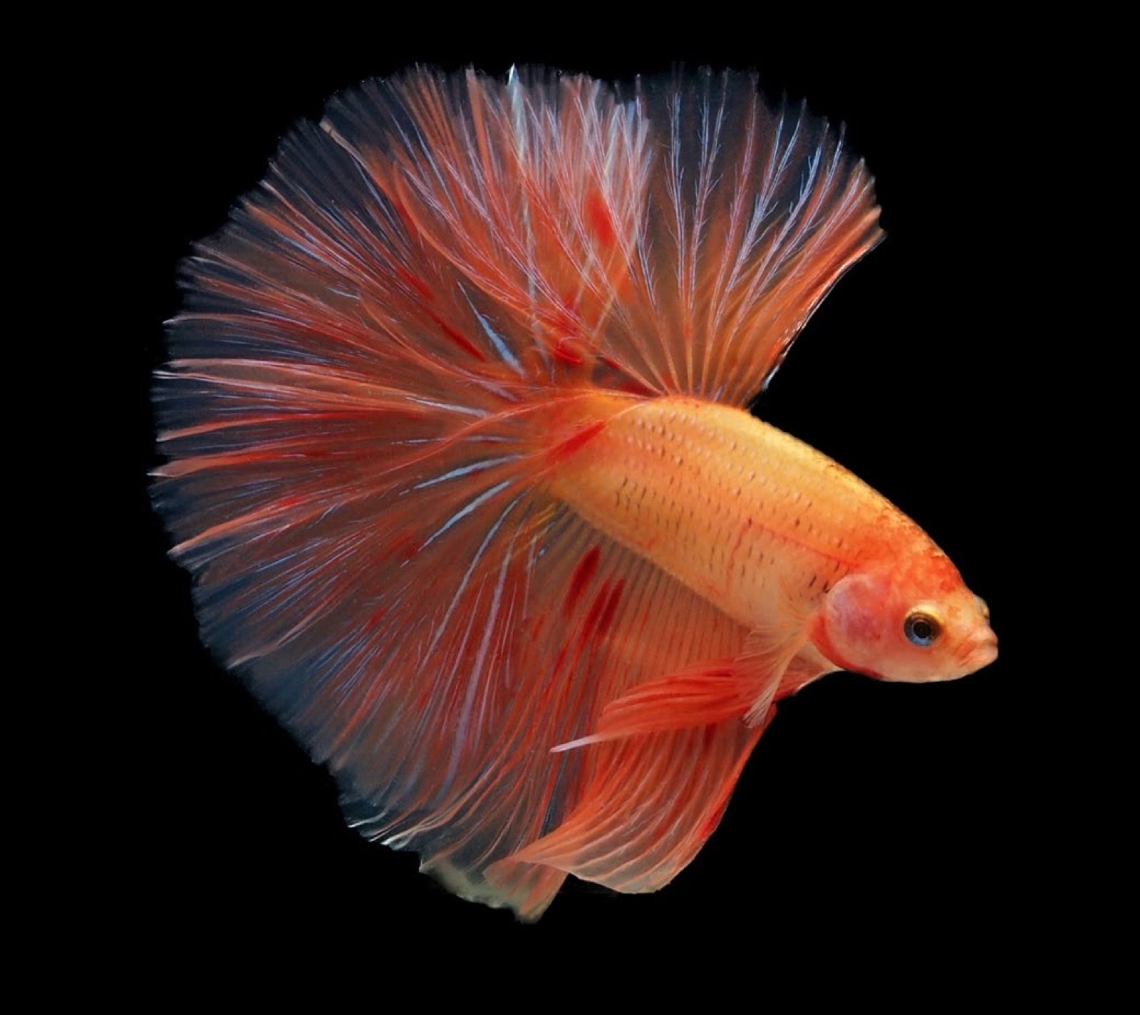 Show Betta Vanda, combattant halfmoon à la coloration orangée