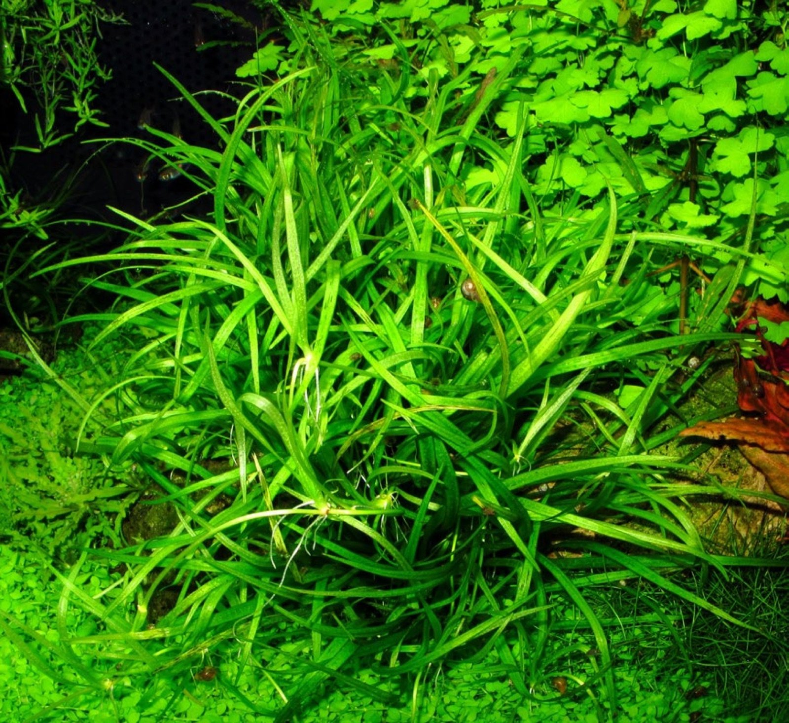 Stolons et plantules d'Echinodorus quadricostatus