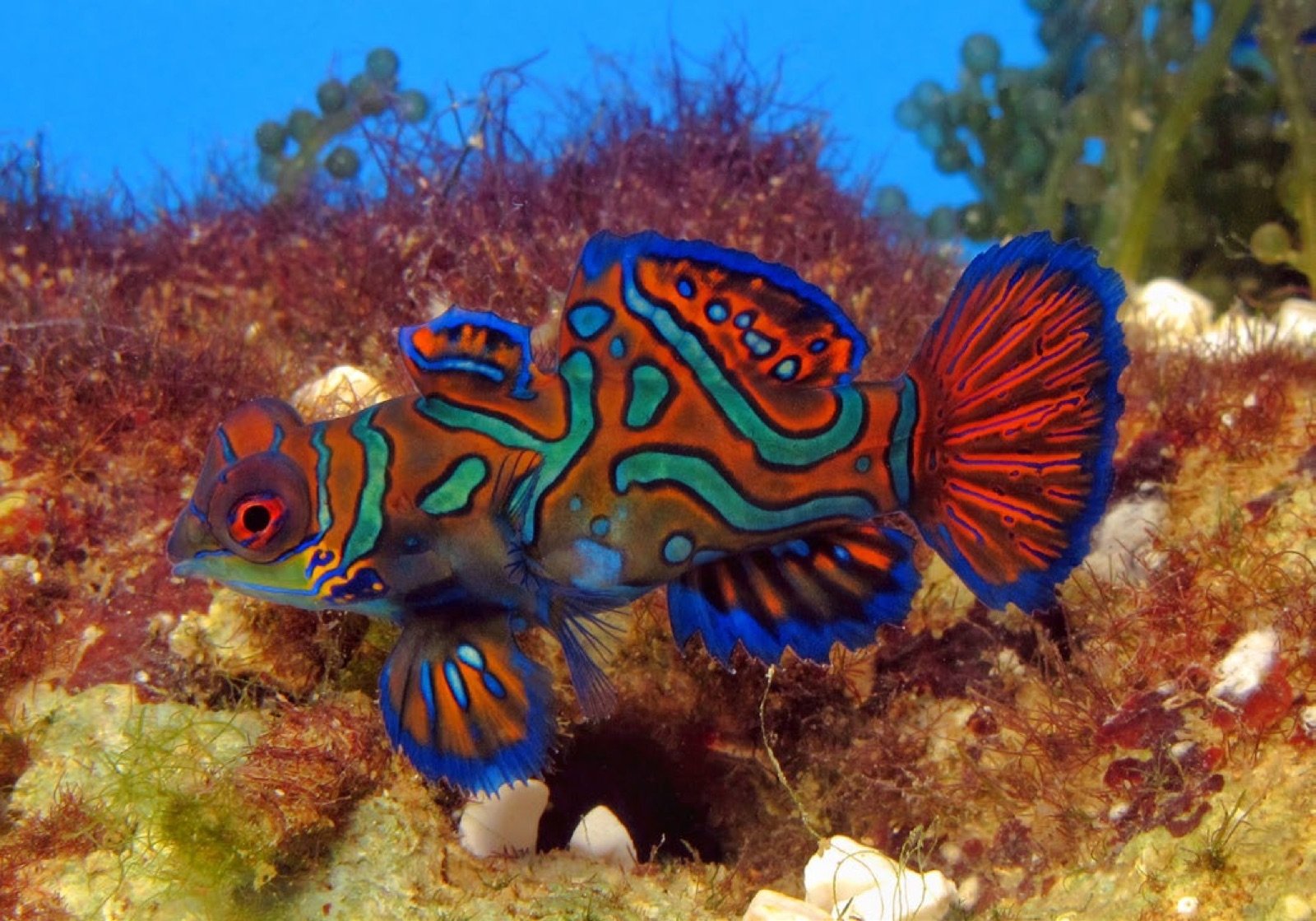 Synchiropus splendidus femelle adulte prête à pondre