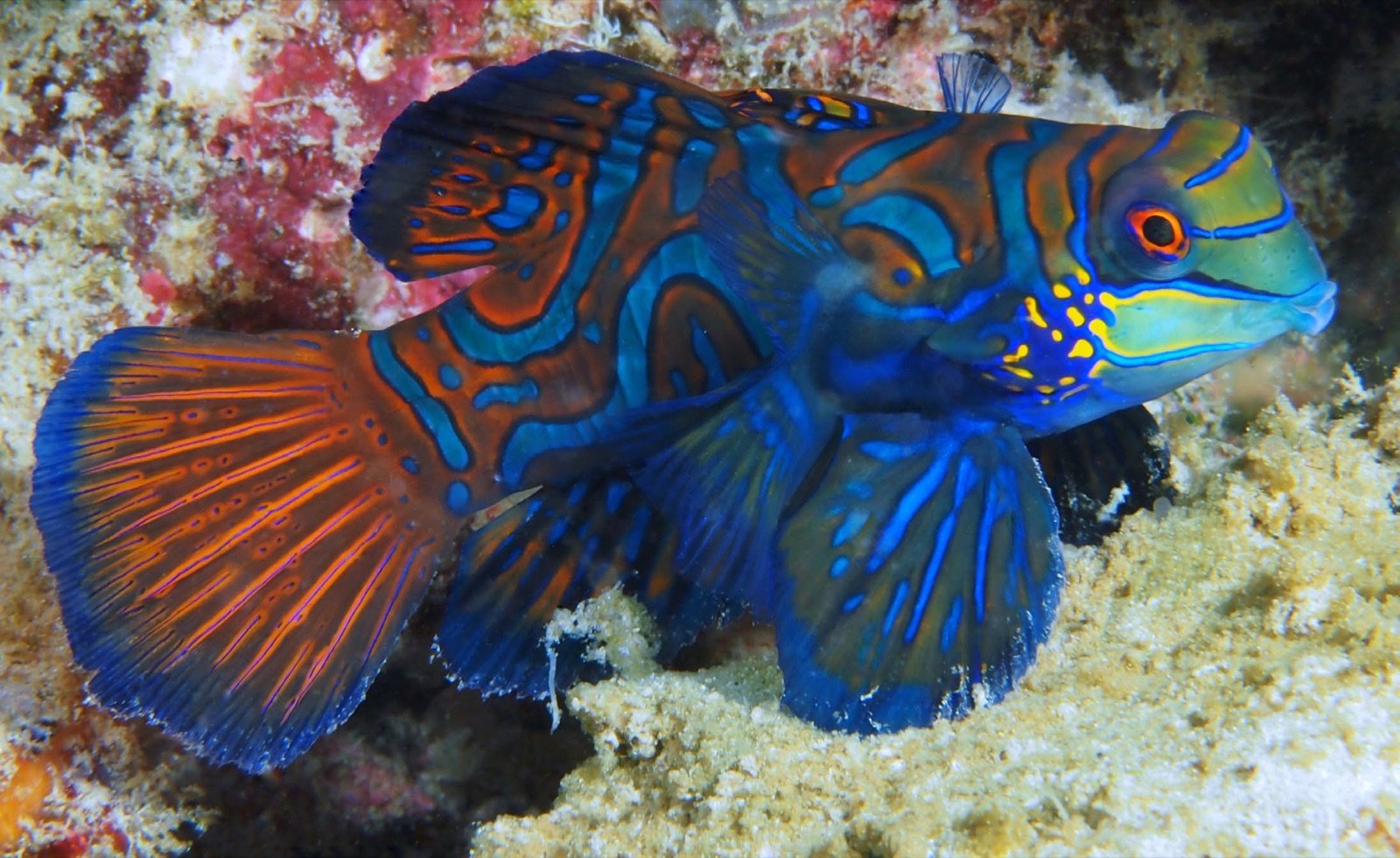 Mâle de Synchiropus splendidus in situ à Siquijor aux Philippines avec une coloration bleue importante