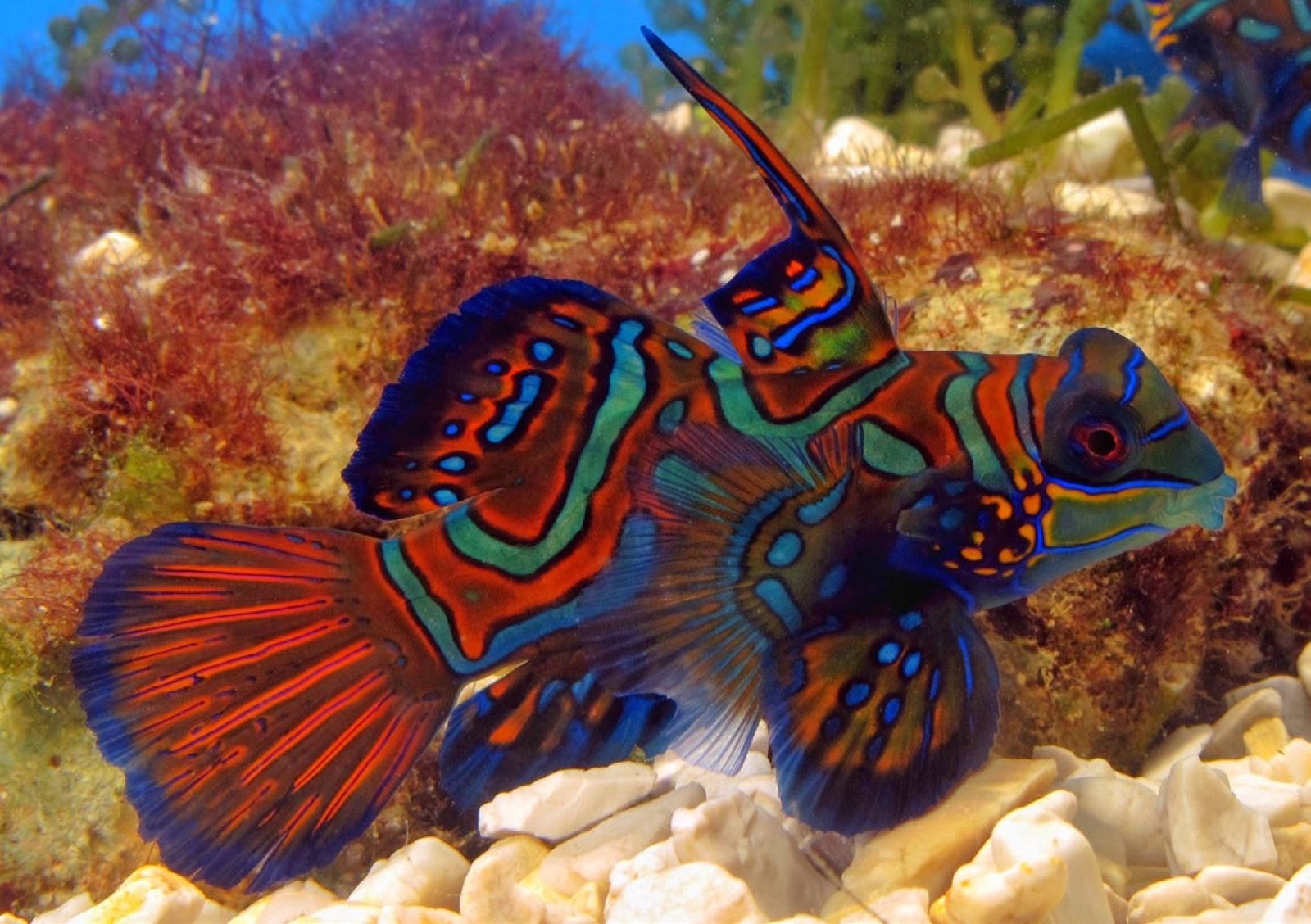 Synchiropus splendidus mâle adulte à la dorsale caractéristique