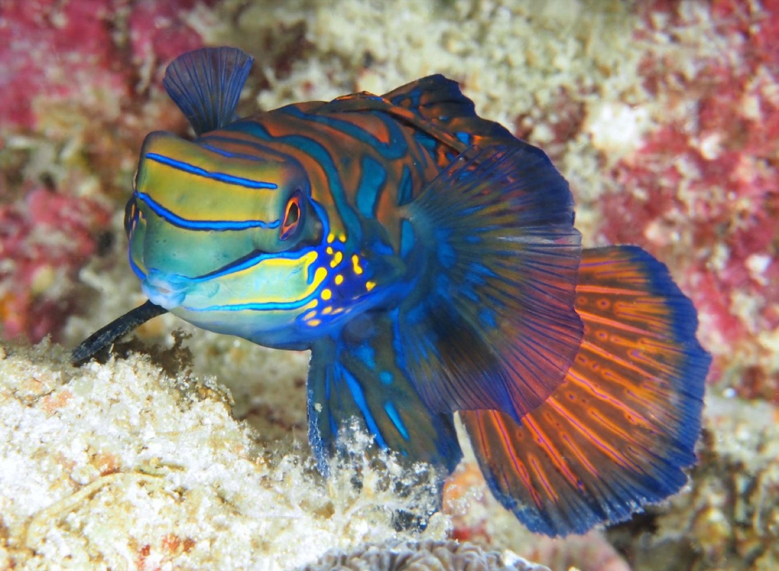 Synchiropus splendidus mâle adulte posé sur ses nageoires pectorales