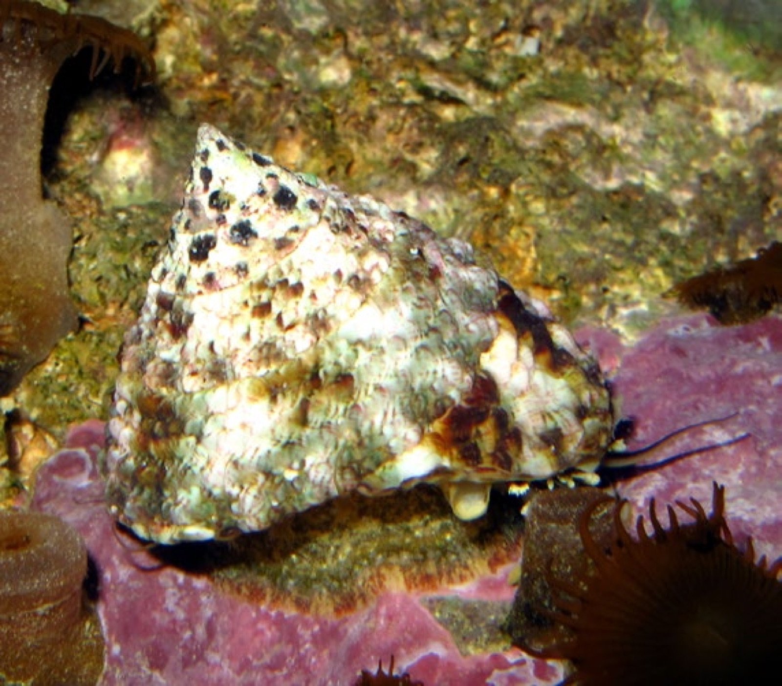 Tectus maculatus, gastéropode brouteur du bac récifal