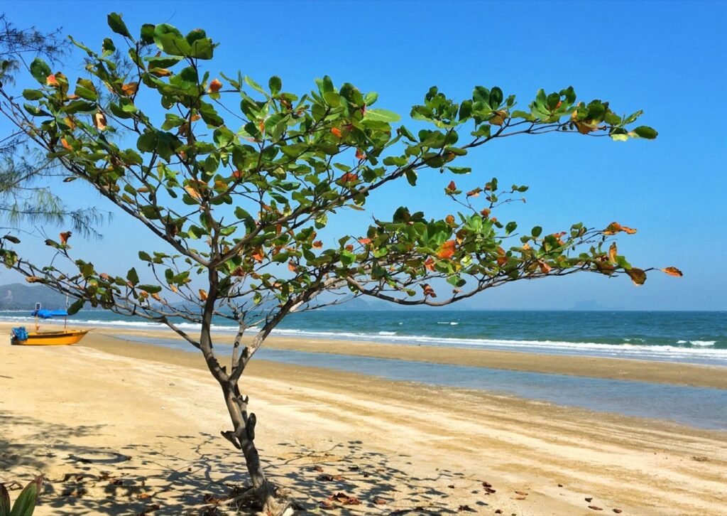 Jeune arbre de Terminalia catappa en bord de plage en Thaïlande