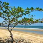 Jeune arbre de Terminalia catappa en bord de plage en Thaïlande