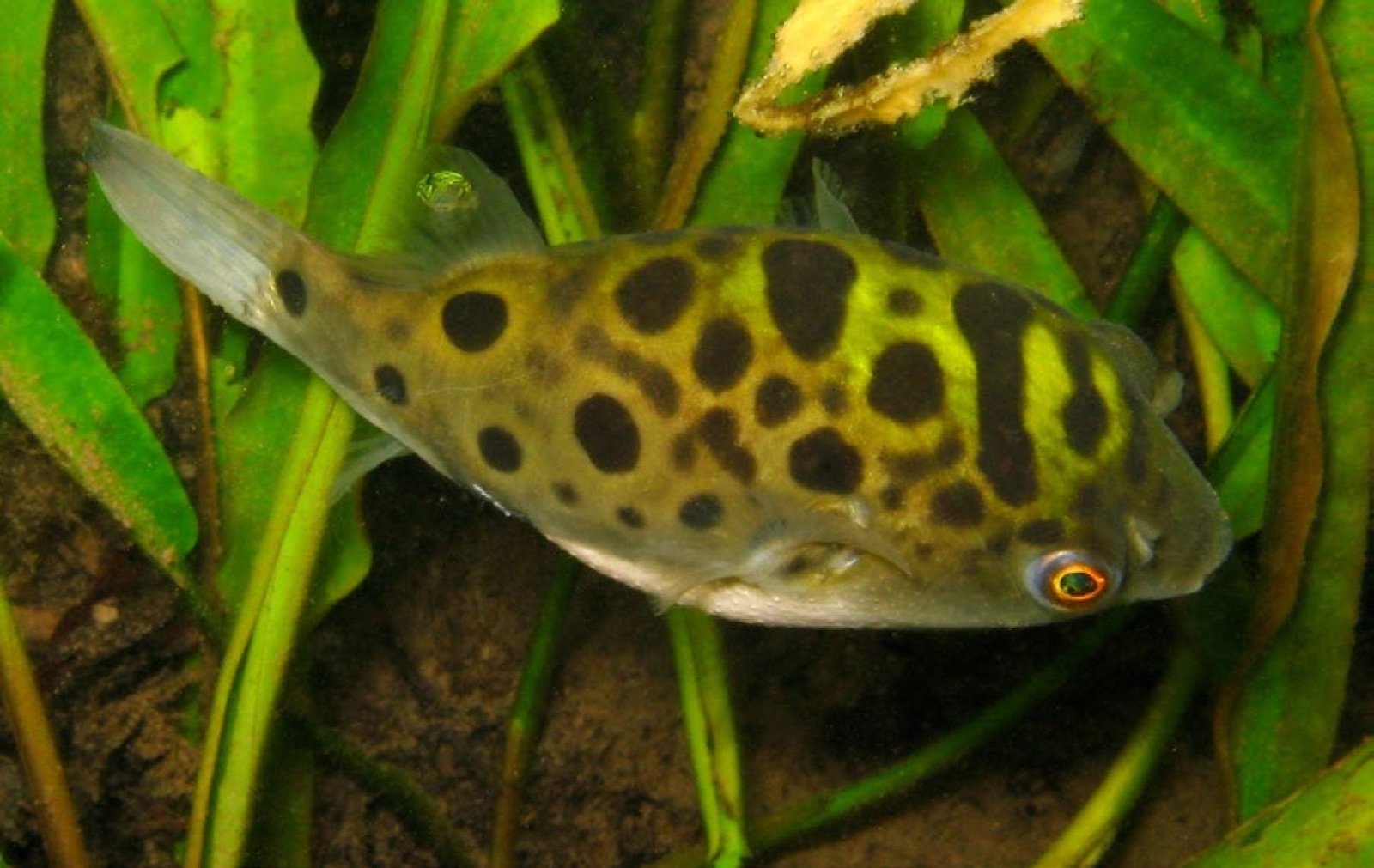 Tétrodon vert Dichotomyctere nigroviridis juvénile dans la rivière Tha Pom