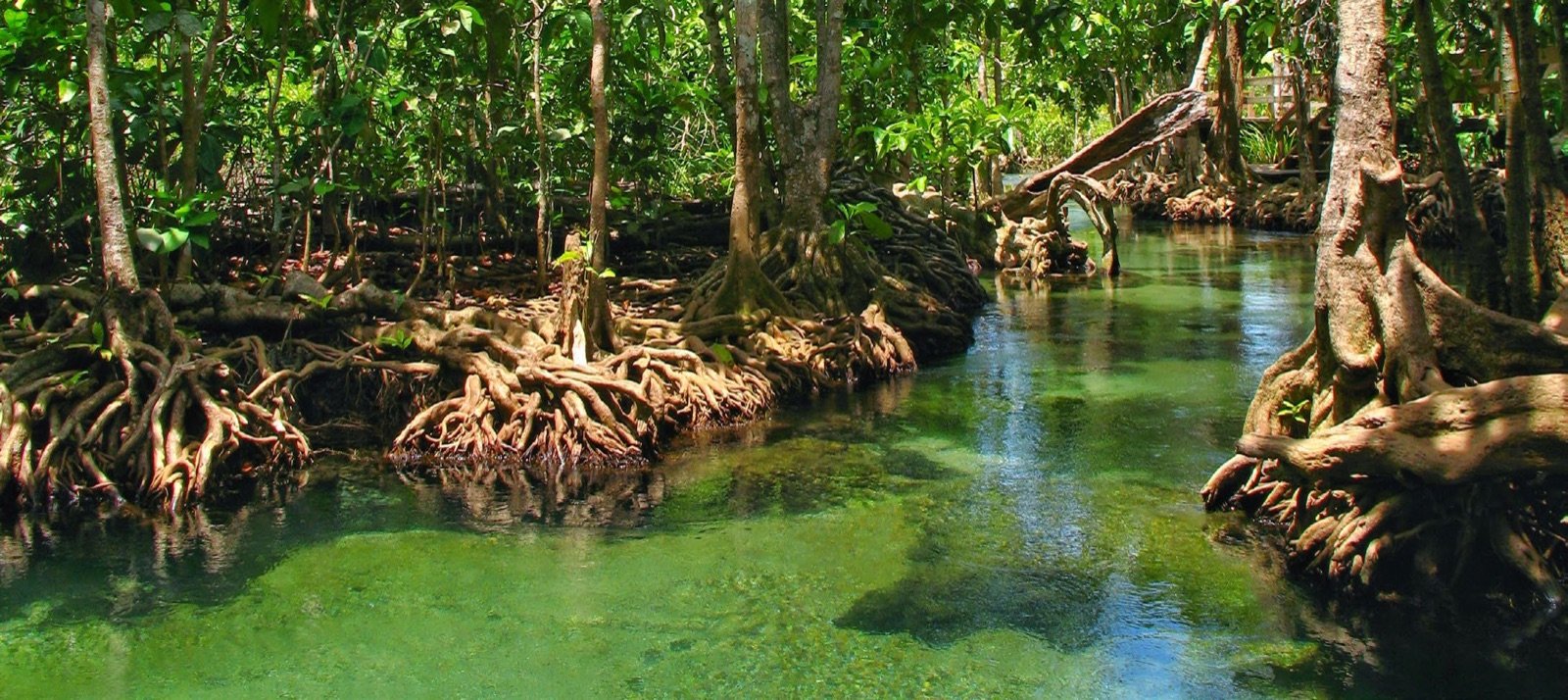 Eau cristalline de la rivière Tha Pom bordée de palétuviers