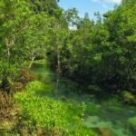 Rivière Tha Pom en Thaïlande, berge couverte de Cryptocoryne ciliata et racines de palétuviers