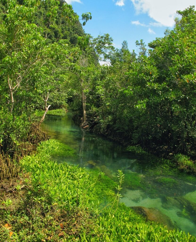 Rivière Tha Pom en Thaïlande, berge couverte de Cryptocoryne ciliata et racines de palétuviers