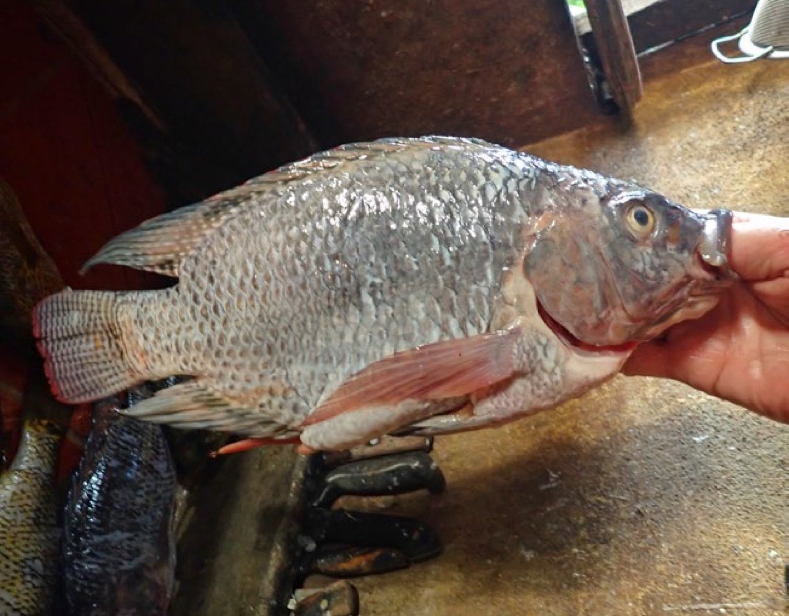 Tilapia, poisson africain introduit dans la lagune d'Atitlan