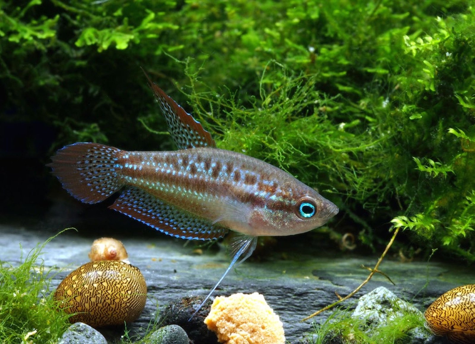 Trichopsis pumila, gourami grogneur nain, compagnon naturel du Betta