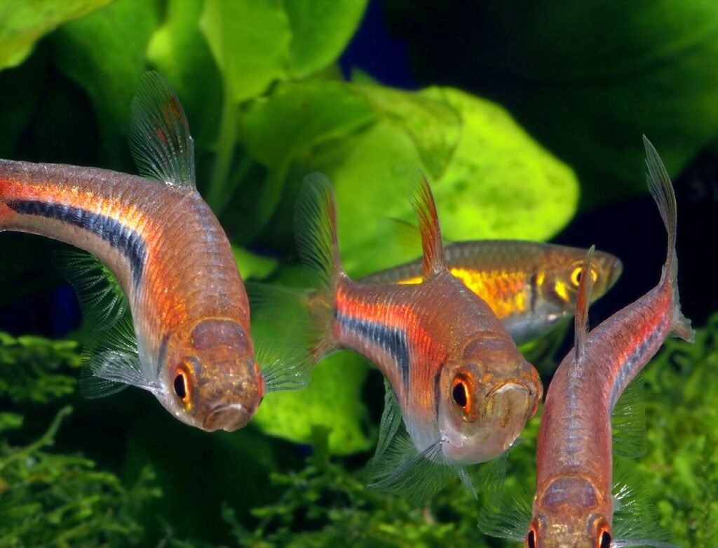 Banc de Trigonostigma espei, le rasbora d'Espei, en aquarium planté
