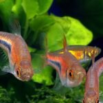 Banc de Trigonostigma espei, le rasbora d'Espei, en aquarium planté