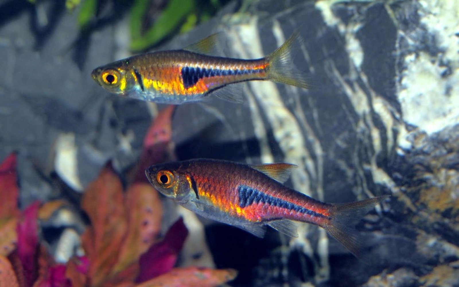 Jeunes Trigonostigma espei de 2 cm, coloration bleutée marquée sur l'individu du bas