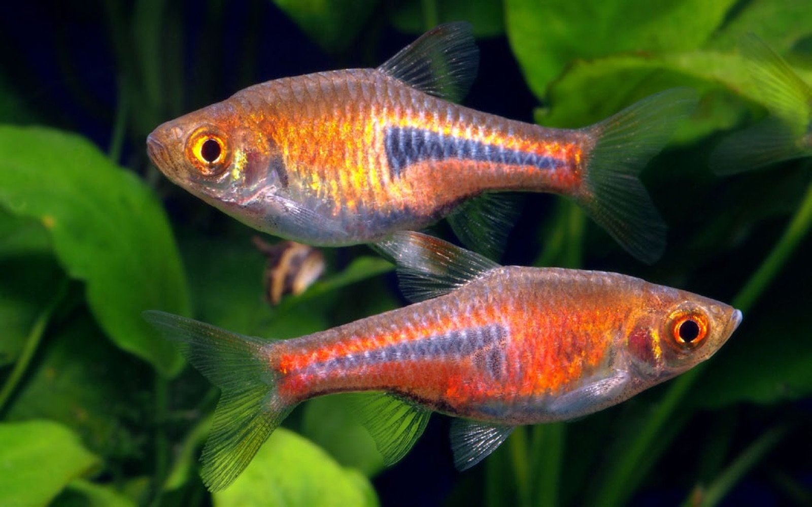 Couple adulte de Trigonostigma espei de 3 ans, la femelle en haut