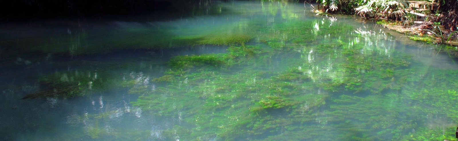 Habitat naturel de Trigonostigma espei dans la province de Krabi, au sud de la Thaïlande