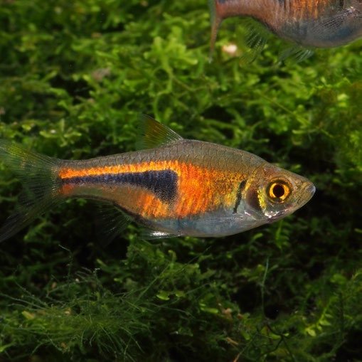 Trigonostigma espei, le rasbora de Lambchop, en gros plan