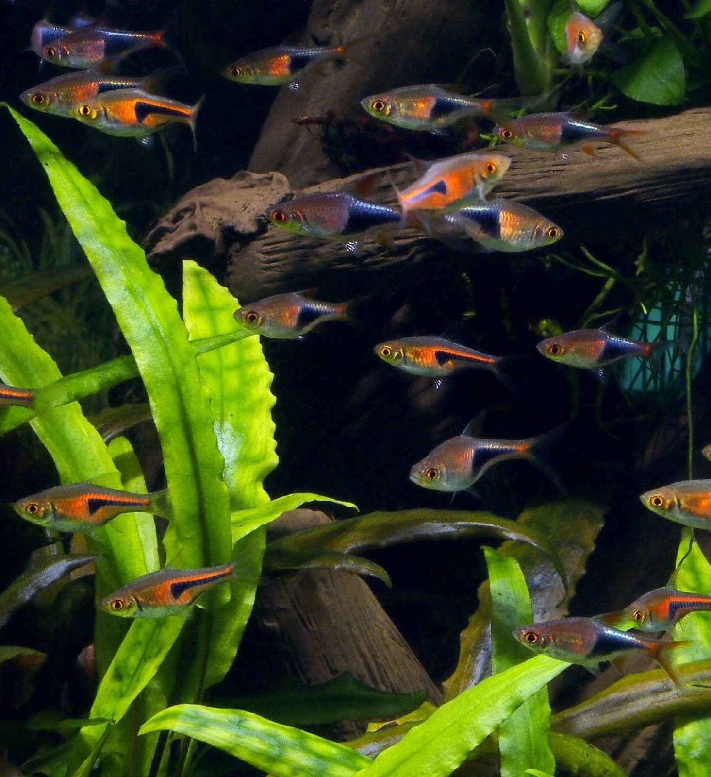 Banc de Trigonostigma espei et truncata dans un bac d'ensemble de 200 litres