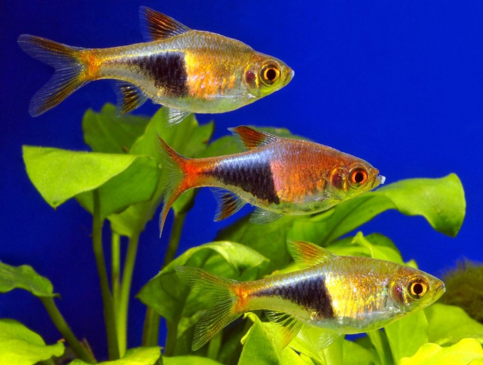 Banc de Trigonostigma truncata, rasboras arlequins, compagnons du gourami perlé
